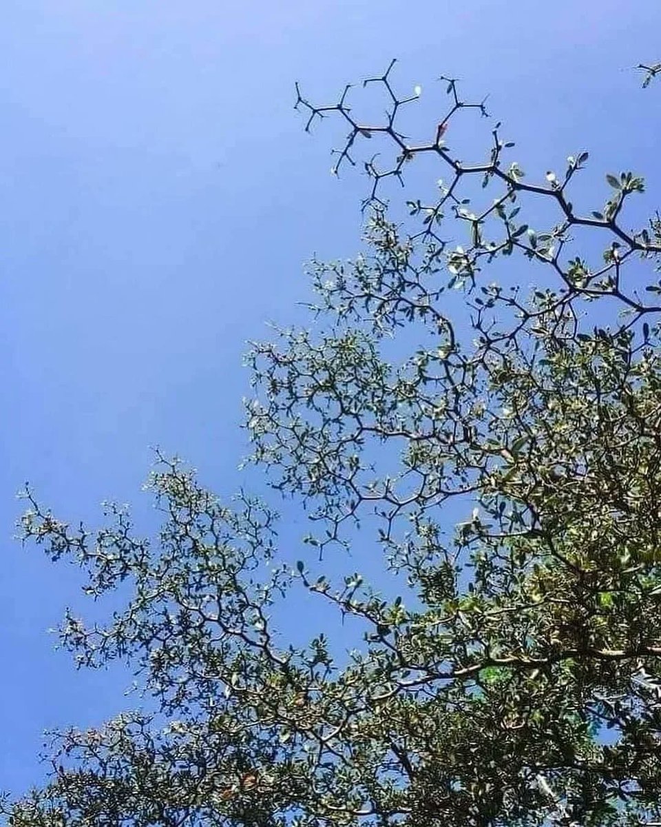 NightSkyToday's tweet photo. Hexagonal Growth in a Black Olive Tree.😮 https://t.co/1PGoESgbVs
