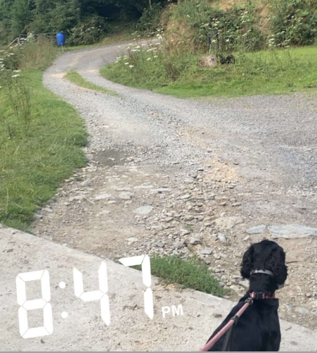 rosieDoc2's tweet photo. #StolenDogHour
THIS FAMILY ARE HEARTBROKEN ๐
If youโve taken her/found her PLS PLS LET HER COME HOME
#SouthMolton #EX36 6/7/26
Only young - itโs so hot out there & she will be scared PLS LOOKOUT IN SURROUNDING AREAS
https://t.co/Ml72OJwQdG
@SouthMoltonCC @southmoltonclub https://t.co/gl0nnMSQ4o