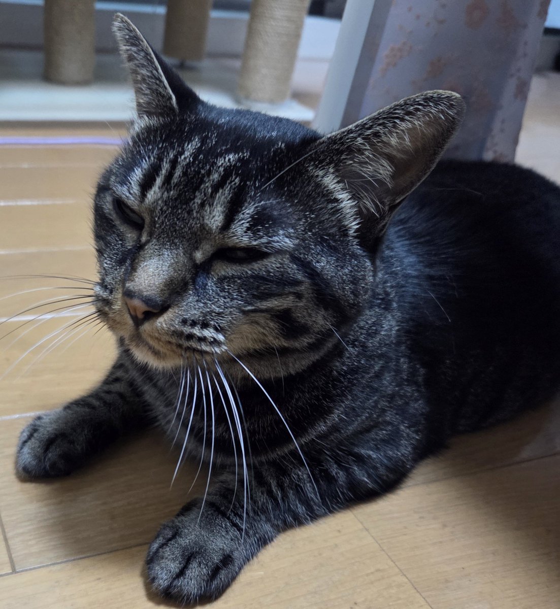ChoushichirouED's tweet photo. おはようございます🐱 https://t.co/Zem0RhnJcw