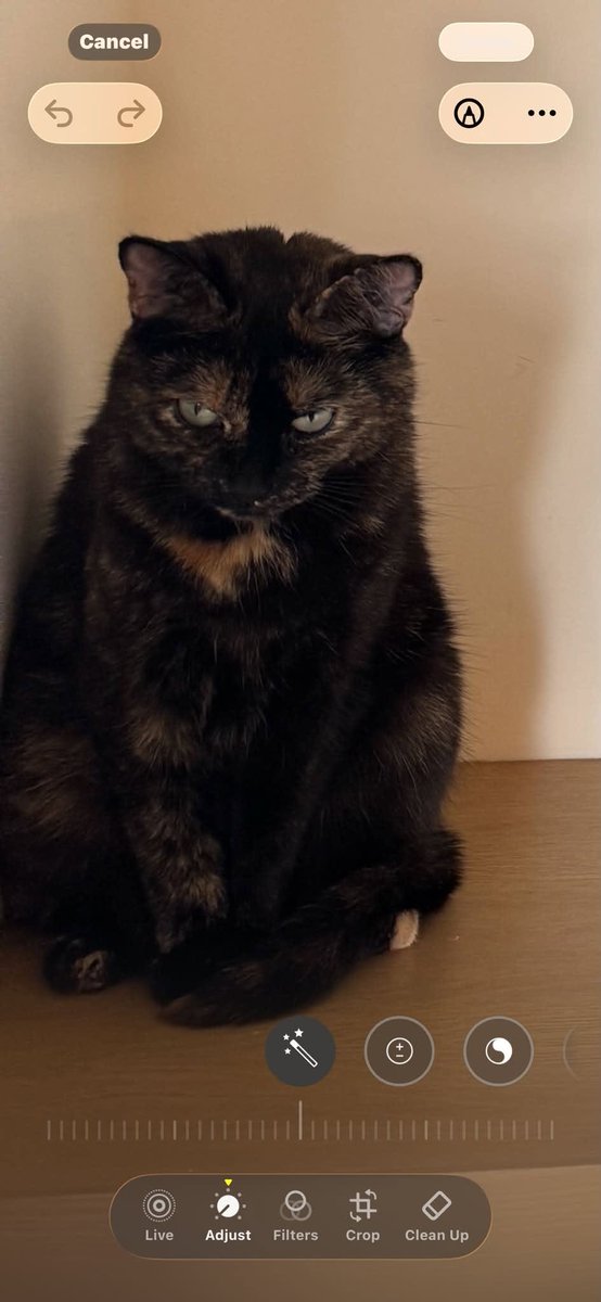 GuelphLostPets's tweet photo. STILL MISSING. Carter, a small tortoiseshell short-haired female cat, was last seen almost 9 days ago in the Carter Rd / Arkell Rd / Victoria Rd area of #Puslinch just outside #Guelph. If you have any info please contact Lidia via https://t.co/ZxdfUnH5cs or let us know. https://t.co/NqVUXaAbZn