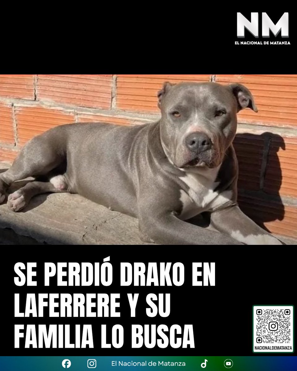 NacionalMatanza's tweet photo. BUSCAN A DRAKO EN LAFERRERE Y PIDEN AYUDA PARA ENCONTRARLO

🐾 Una familia busca a Drako, un perro pitbull gris con el pecho blanco, que se perdió durante la mañana del sábado 1° de agosto en la zona de Urdininea y Del Telar, en Gregorio de Laferrere.

Sus dueños aseguran que es muy manso y dócil y piden que, si alguien lo ve o lo encuentra, trate de retenerlo para que pueda regresar a su casa.

🙏 Compartir también ayuda. Cualquier dato puede ser clave para que Drako vuelva con su familia.
