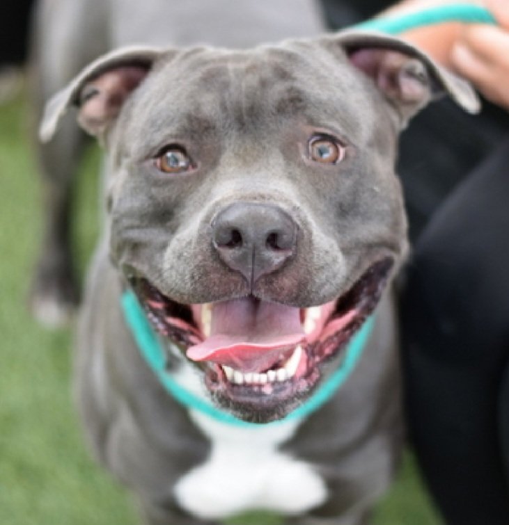 MorgFairsdogs's tweet photo. Blue Raspberry 257709
Listed TBK 8/4
#NYCACC #RescueOnly 
He is a cute 4 yr old
Engages appropriately w/handlers and enrichment games 
Social, affectionate,  loved car rides in prev home 
Leash reactive 
Save Blue Raspberry!
https://t.co/yep5fyMM1n
#Pledge4Rescue #foster #adopt https://t.co/Zlk2QcyTsd