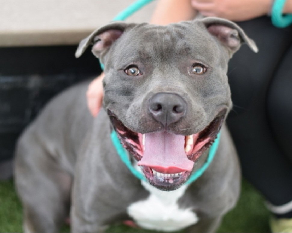 MorgFairsdogs's tweet photo. Blue Raspberry 257709
Listed TBK 8/4
#NYCACC #RescueOnly 
He is a cute 4 yr old
Engages appropriately w/handlers and enrichment games 
Social, affectionate,  loved car rides in prev home 
Leash reactive 
Save Blue Raspberry!
https://t.co/yep5fyMM1n
#Pledge4Rescue #foster #adopt https://t.co/Zlk2QcyTsd