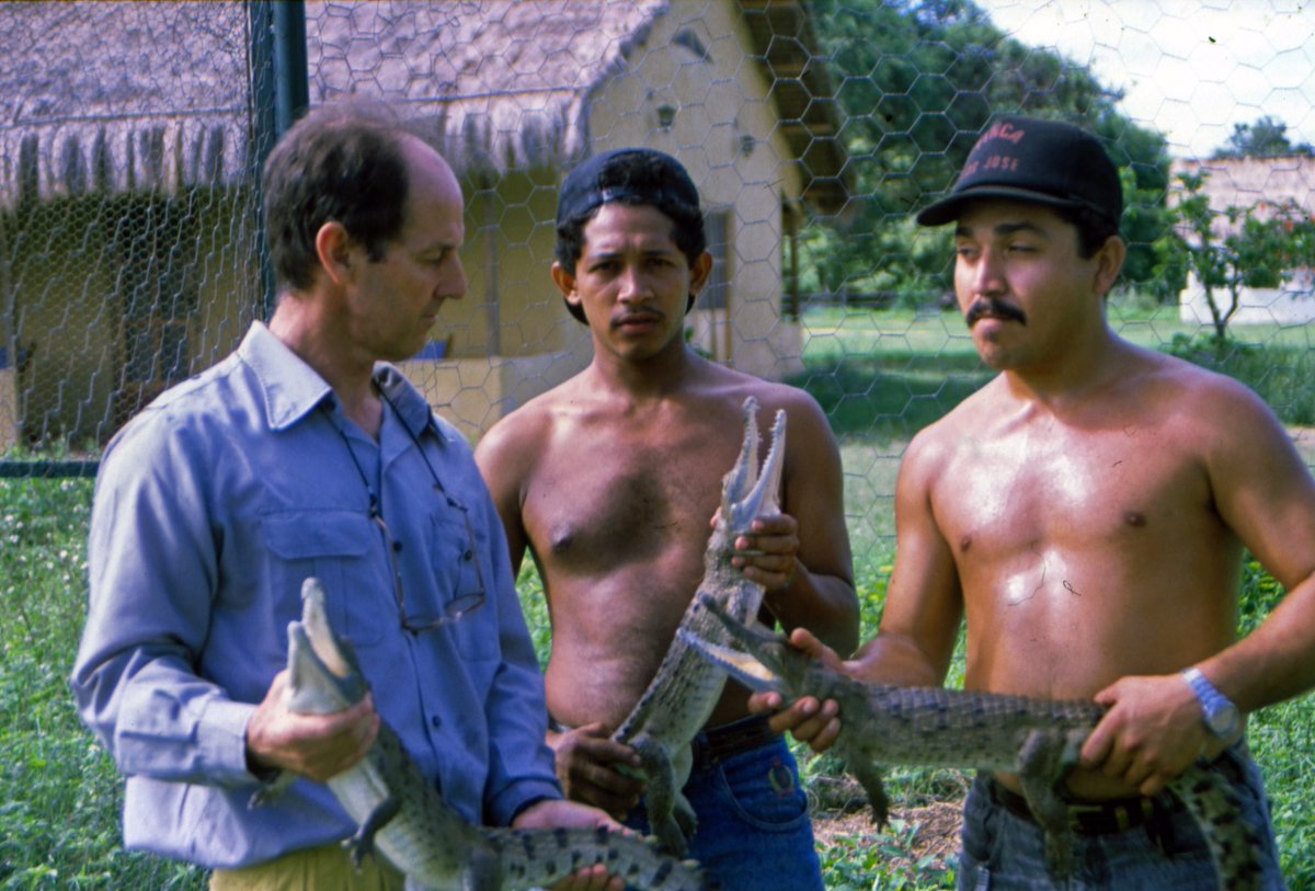 classoalcala's tweet photo. Hace 30 años iniciamos la recuperación del caimán llanero (C. intermedius) en los Llanos de 🇻🇪 (@hatoelfrio-Est. Biológ.): 6 tanquillas, 200 caimancitos del río Cojedes y 3 reproductores: incubación, levante neonatos y liberación. Hoy: poblaciones viables 🇨🇴 https://t.co/LjrIrA5yLI