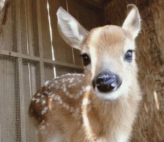 ElyfaeFeelings_'s tweet photo. baby deers 🤎 https://t.co/SoAzfv4Vhs