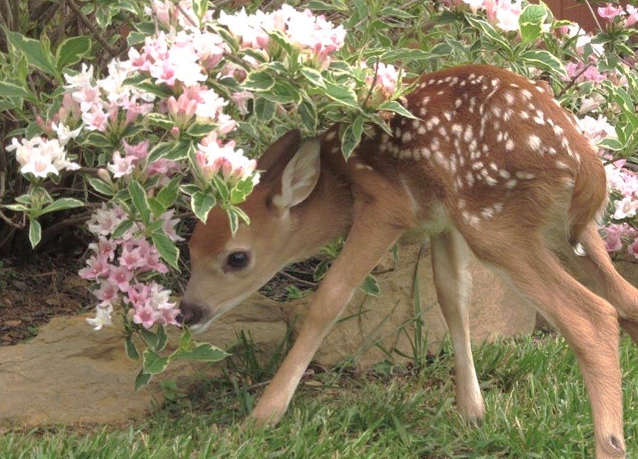 ElyfaeFeelings_'s tweet photo. baby deers 🤎 https://t.co/SoAzfv4Vhs