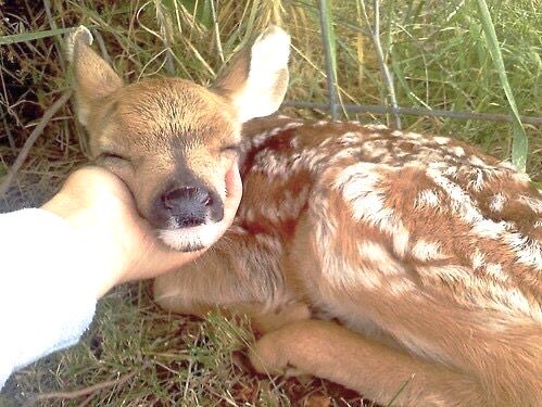 ElyfaeFeelings_'s tweet photo. baby deers 🤎 https://t.co/SoAzfv4Vhs