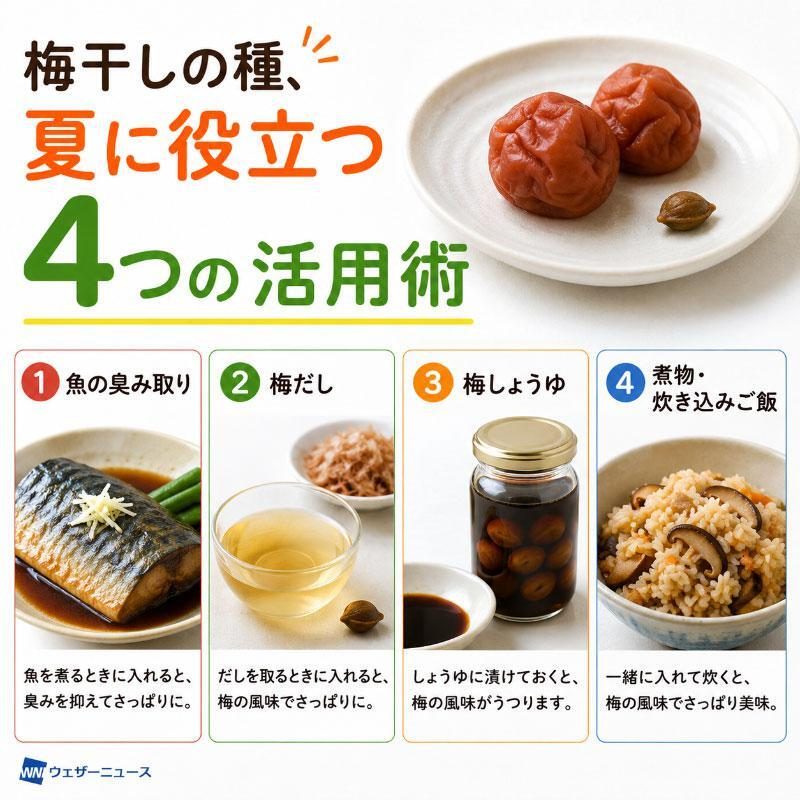 wni_jp's tweet photo. 【梅干しの種 4つの活用術】
厳しい暑さが続き、梅干しの爽やかな酸味がより美味しく感じられる季節です。
実は果肉を取った後の種にも、酸味や旨味が残っています。魚の臭み消しや煮物の隠し味など、夏に嬉しい梅干しの種の活用術をご紹介します。
https://t.co/uPKg6nLrSh https://t.co/Auw9wbkmTH