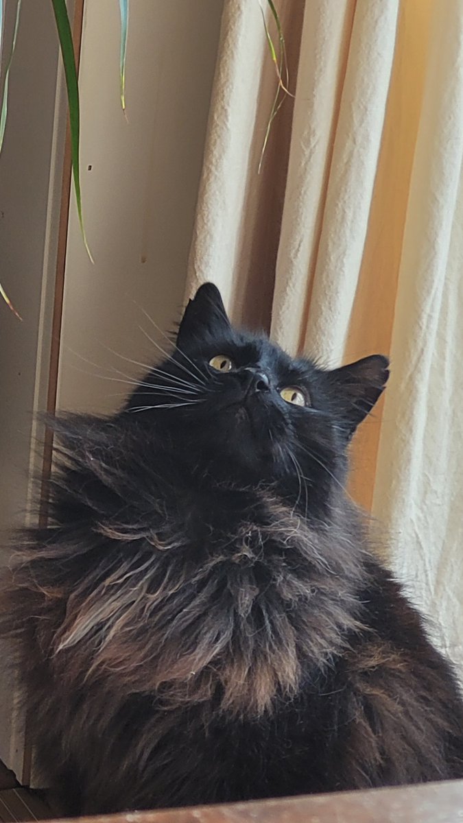 caesar_irl tweet picture
