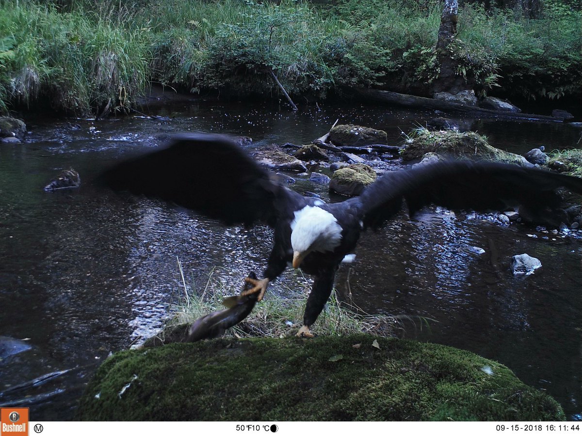 Trail_Cams's tweet photo. https://t.co/3ryFn3kfhO