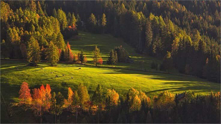 WhispersOftw's tweet photo. Long shadows stretch across an emerald meadow as the season begins to change. https://t.co/tr7vKUwYf3