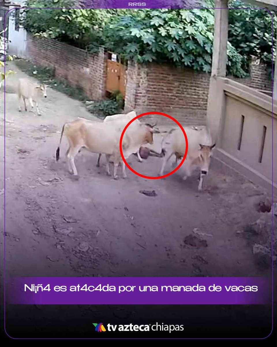 TVAztecaChiapas's tweet photo. 🚨 ¡VIDEO! Niña es 4t4c4d4 por una manada de vacas mientras jugaba. Vecinos lograron rescatarla tras el v10l3nt0 incidente. 👇
https://t.co/06EZECHthM
#India #VideoViral #Vacas #Noticias #4cc1d3nt3 #Viral https://t.co/d1vcra1mY0