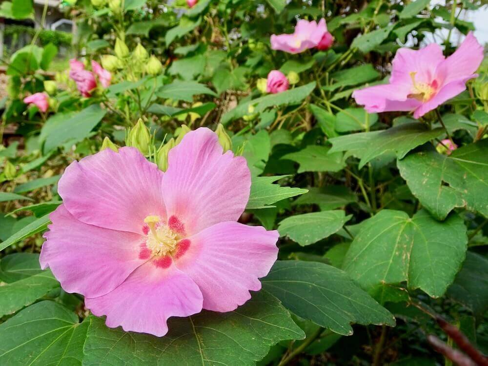 lStJCkAVCN43430's tweet photo. 8月3日月曜日

おはようございます

今日は少し早く目が覚め
早朝ランニングには
少し余裕が有るの

挨拶を兼ねて投稿します
今週も仕事始まりですね
近頃暑い日が続き体力も

少し消耗気味ですが
(๑و•̀ω•́)وます

皆さん今週も宜しく
お願いしますm(_ _)m

では皆さん良い1日を
お過ごし下さい https://t.co/vyvLg3czMO