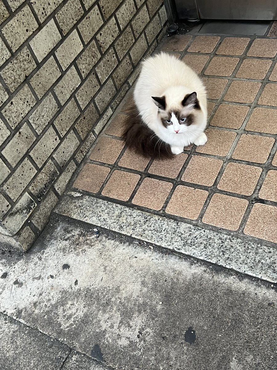 muagomi's tweet photo. 新宿の職安通りにあからさまに野良猫じゃない猫ちゃんがいる、なんて種類だろう
できることがわからなくてツイートしかできないけど人慣れしてるし飼い猫ちゃんだ
お家帰れますように https://t.co/j8IMgFrF1P