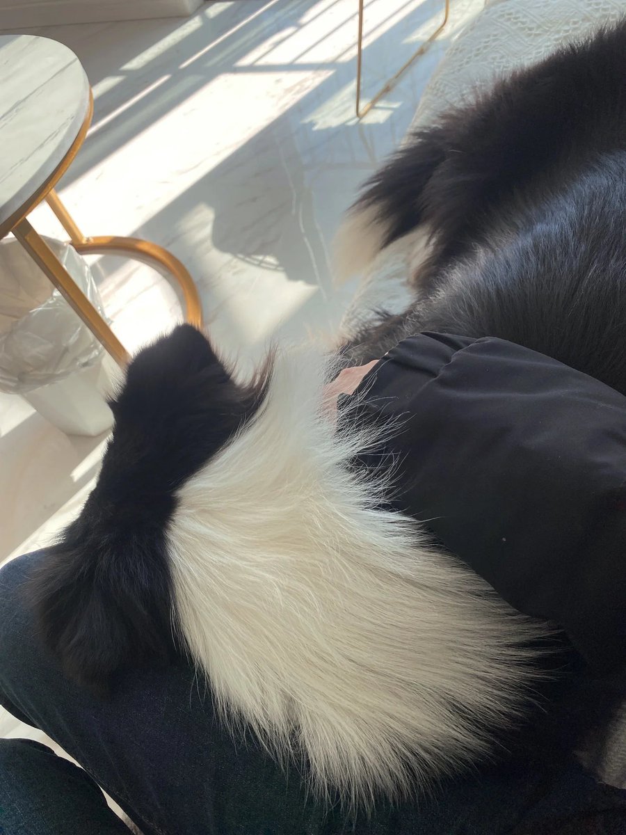 ShauntaKuknhd's tweet photo. My pup just curled up on my lap as I worked—this quiet, fuzzy company makes every busy day feel so warm https://t.co/kaCtobNSn6