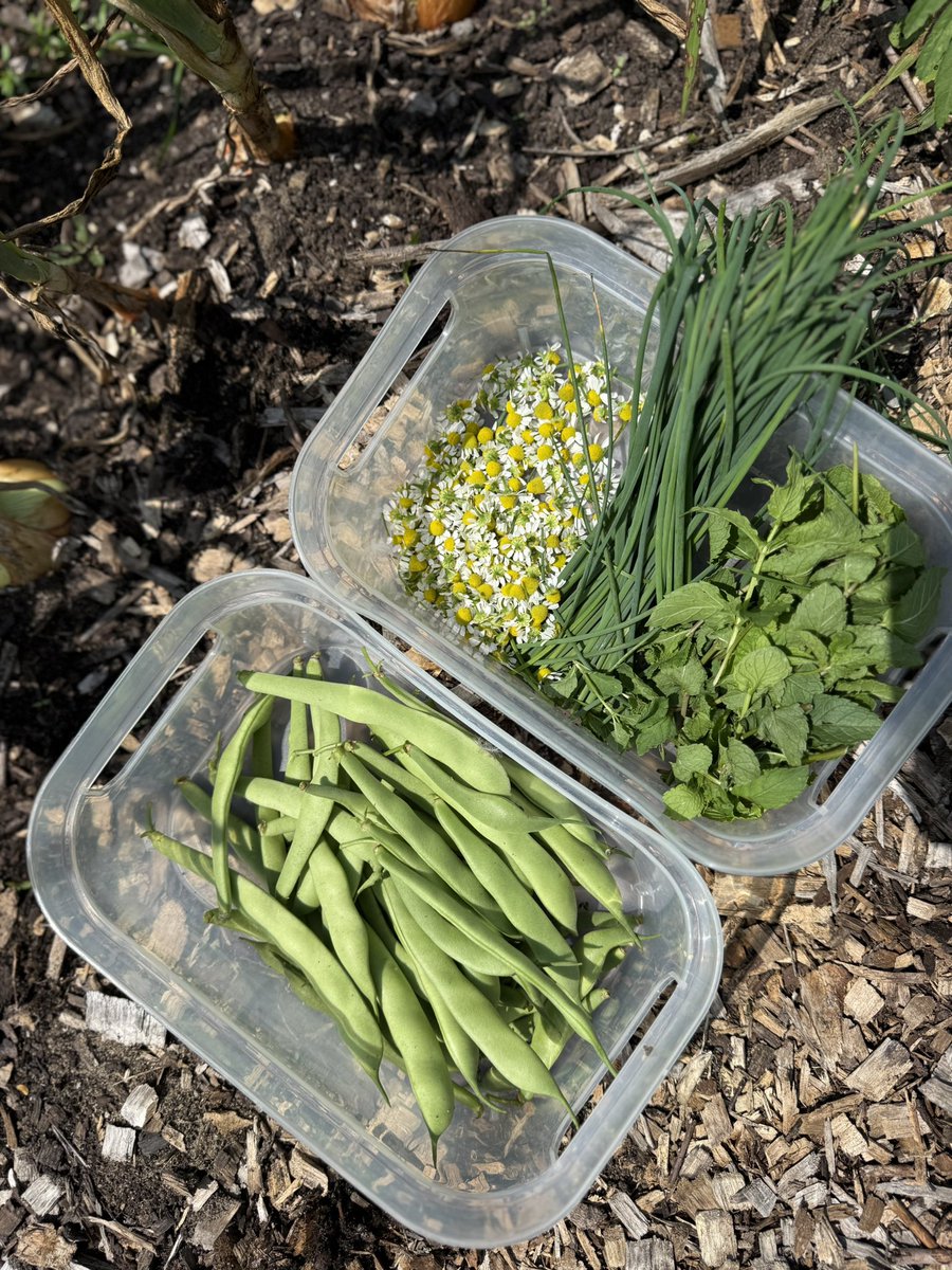 farmer_ash_'s tweet photo. Today’s garden harvest 👩🏻‍🌾 

Heirloom green beans, chamomile, chives, &amp; mint. https://t.co/6gpdHI1o1a