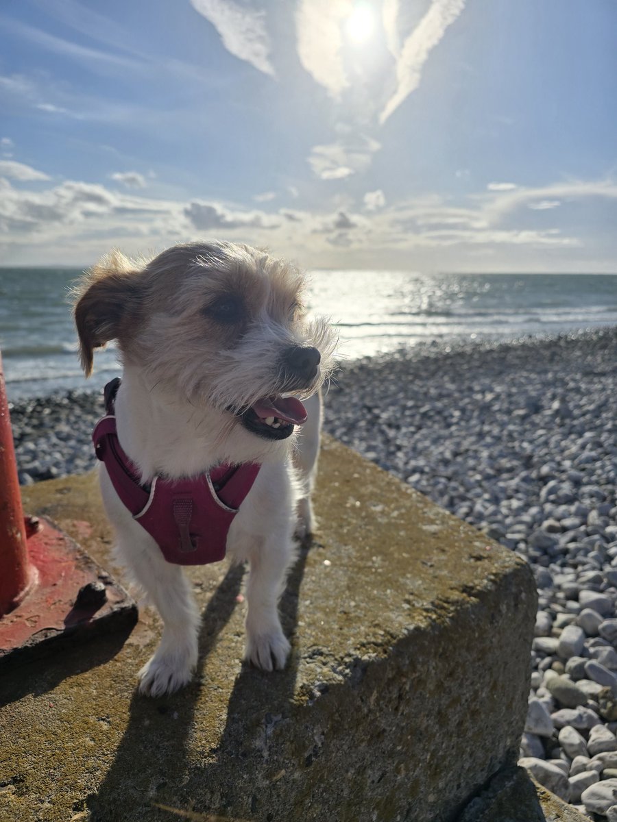 MillieandGriff's tweet photo. Beautiful Mills! Hope you all had a lovely weekend! #dogsofX https://t.co/44FNjjuBKD