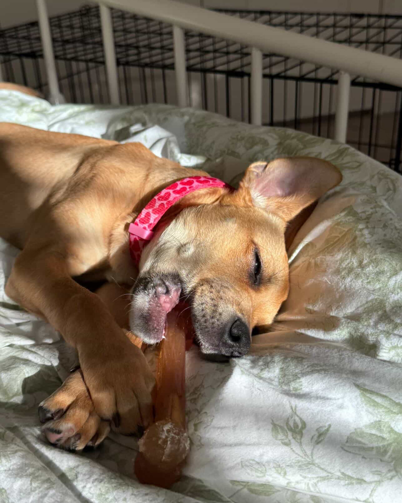 HWAC's tweet photo. #HWACAlumni 

Meet Mabel! She was originally called Princess at HWAC and was adopted in early April. She loves to sleep, play tug-of-war, and chew on her Nylabone. She is the most gentle, loving soul. She loves people and other animals! https://t.co/9duAwPNQM7