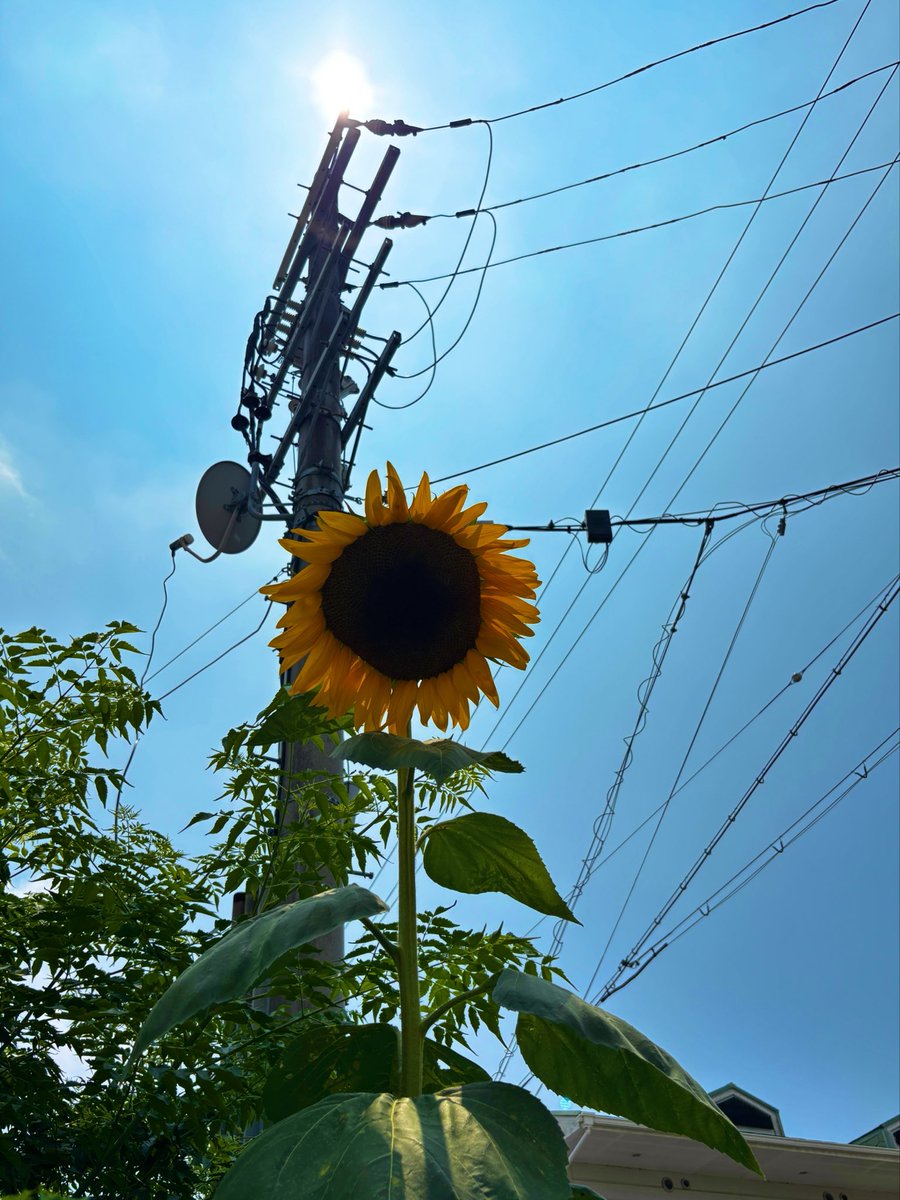 hidamarin_cat's tweet photo. 今週は憂鬱な人間ドックがある。
暑くて病院行くまでにへこたれそうやわ。
でも、台風来られても困るけど。 https://t.co/OHRXasJIbV