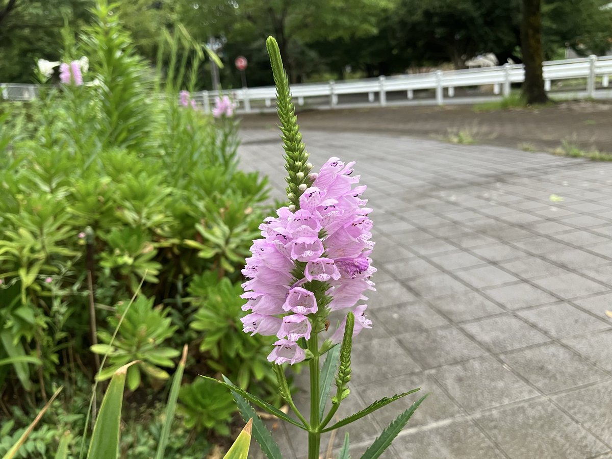 長谷川幸子/特定行政書士/一般社団法人伝筆協会認定講師