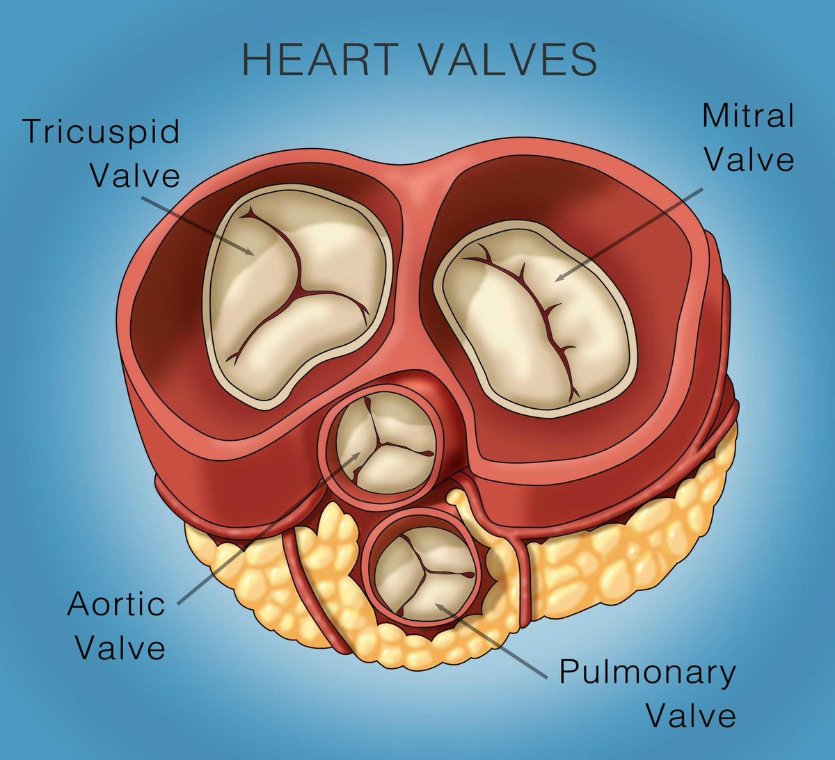prefrontal123's tweet photo. Do you know that:

Your heart valves open and close about 100,000 times every day, ensuring blood flows in only one direction. Over an average lifetime, they perform billions of perfectly timed movements without ever taking a break. https://t.co/UBacKL6pf7