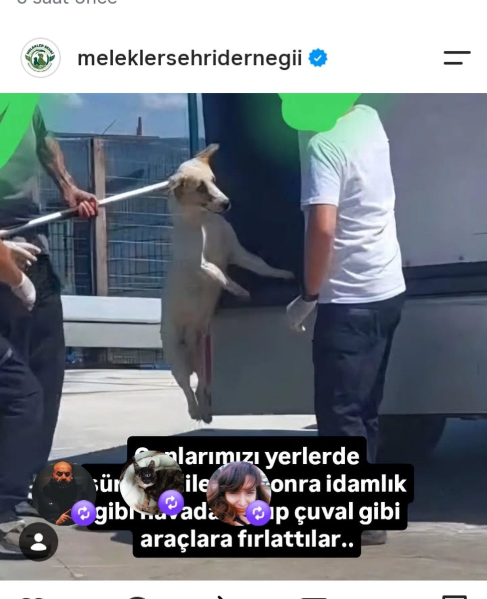 naz371353's tweet photo. Meleklerin şehri dernek yaşam alanı 300 köpek işkence ederek el koyulmuş hayırdır ya onlardan iyimi bakacaksınız? https://t.co/sZigPjUcRJ