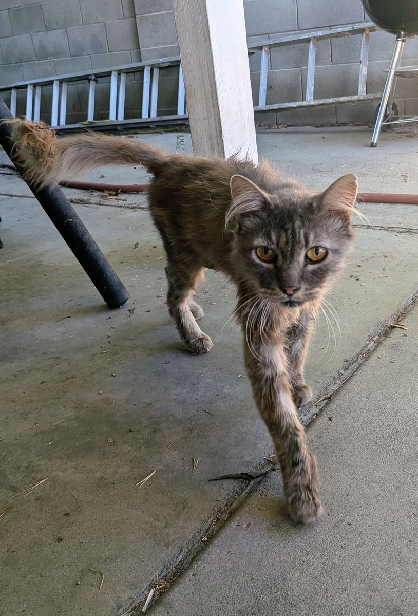 feederofcats's tweet photo. 📍 SF bay area

anyone want to longterm foster or adopt a senior cat? He's living on the streets with painful dental disease, which I can fix. I don't know anything else about his health yet. Business owner of the property he's on is shooing him off and won't let anyone feed him. https://t.co/k1k5FTepvA