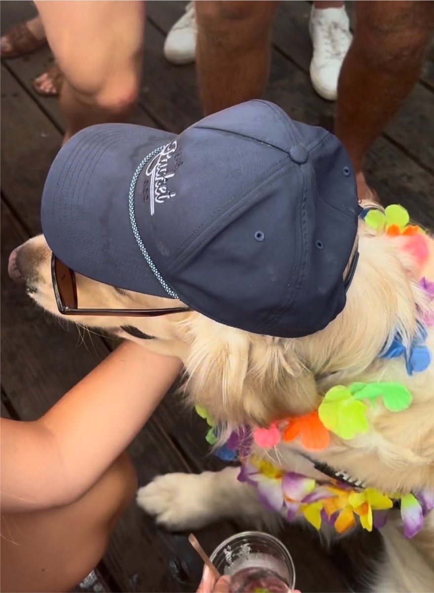 briniittyy's tweet photo. i think the dog is wearing Will’s hat and Mack’s glasses. That’s so cute 🤏 https://t.co/keAPhfxt1l