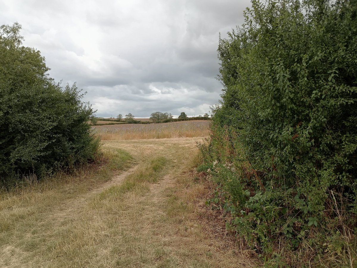 phil0073's tweet photo. Way from #CrossWay into #CowMuckSlade field,an ancient way once ran roughly here from #Ryehill2faxton & #Lamport2Faxton.#FaxtonFields,#Northamptonshire .
#PhilOnaBike #OldWays #MondayMeander #FridayFields #FootpathFriday #BywayFriday #clouds https://t.co/uRA1szax6a