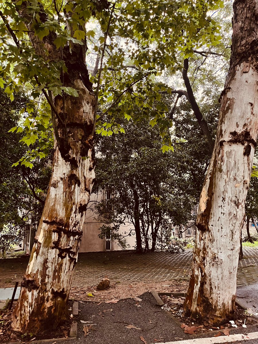 Han53406399's tweet photo. 下班路上偶遇风把梧桐叶吹得直打转，随手抓了张影，平凡日子里的小浪漫藏不住~， https://t.co/euoB0kjEka