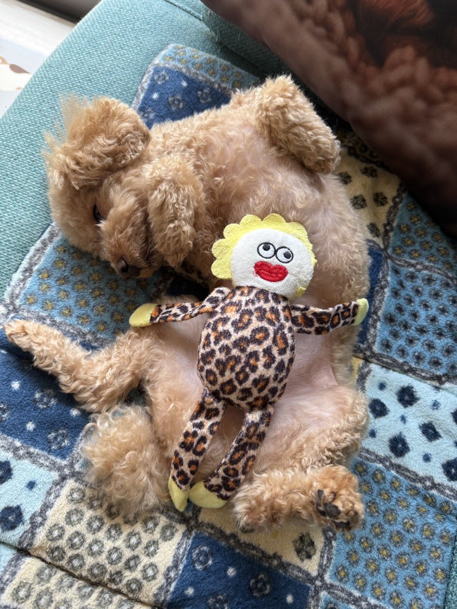 XLAMP_SHiN_'s tweet photo. おはぴ🐶 https://t.co/gac4MSH7mp