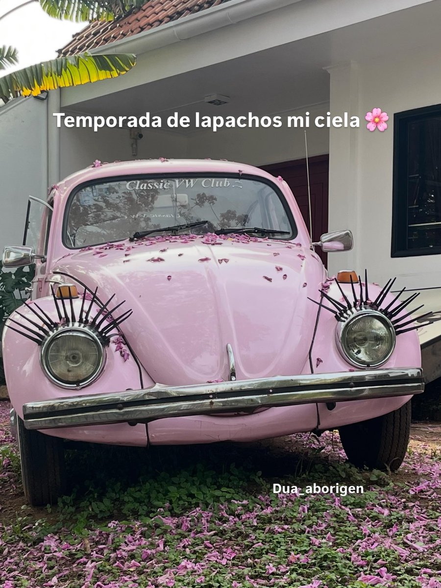 Dua_aborigen's tweet photo. Mi ciela 🌸 https://t.co/4sNRkjqJsD