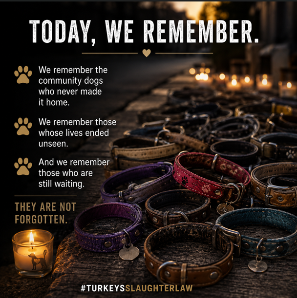 DogDeskAction's tweet photo. As this day comes to an end, we remember.
The dogs who lost their lives.
The people who never stopped searching.
And those who continue to fight for every community dog still at risk.
They will not be forgotten.
#TurkeysSlaughterLaw https://t.co/mcpbxVwjpX