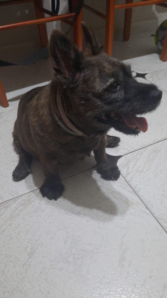 SilviaMylo's tweet photo. 📍 Jerez...

Ayuda para Mori !! 🙏

Mori tiene 11 años y necesita atención veterinaria urgente. Lleva más de una semana con una lesión en una de sus patas traseras. Lejos de mejorar, su estado ha empeorado hasta el punto de que su dueño ha tenido que cogerla en brazos porque ya no podía caminar.

Mori tiene una familia que la quiere, pero su propietario lleva años pasando por una situación personal muy difícil, y no puede asumir los gastos veterinarios que se le vienen, puede aportar, pero no todo. Por ello pedimos ayuda para poder cubrir la consulta, las pruebas diagnósticas (si fueran necesarias) y el tratamiento que el veterinario considere oportuno.

En principio se solicitará cita en la Clínica Veterinaria Babieca de Jerez. Para garantizar la máxima transparencia, todas las aportaciones se destinarán exclusivamente al pago del veterinario. Yo misma acompañaré a Mori y a su propietario a la consulta, realizaré el pago directamente y la factura estará a mi nombre. Si finalmente hubiera que derivarla a otro centro por indicación veterinaria, las aportaciones seguirán destinándose únicamente a su atención.

La factura veterinaria podrá mostrarse a cualquier persona que haya colaborado y lo solicite, como garantía de que todo lo recaudado se ha destinado íntegramente a la atención de Mori.

Cualquier aportación, por pequeña que sea, puede ayudar a que Mori reciba la atención que necesita. Muchísimas gracias por vuestra ayuda y por compartir

Gracias

Contacto/bizum: 687903820
Paypal: noel_344@hotmail.com

Concepto: Mori