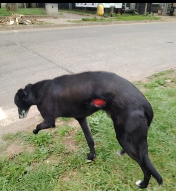Victori12318289's tweet photo. Comparto algunos de los rescates de la fundación alma de asís de Mulchén,  regular las carreras de galgos no va a evitar esto,solo le estas dando personalidad jurídica a estos hombres, formalidad y subvención,no mientan.
Les pido disculpas por las imágenes
#NoALasCarrerasDeGalgos https://t.co/g8wPWJNCVs