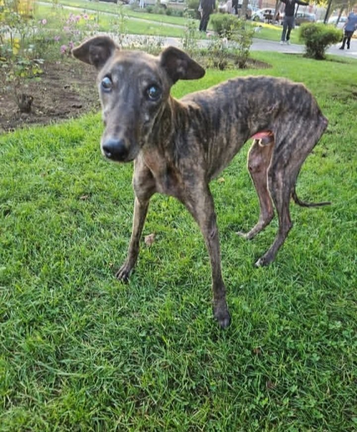 Victori12318289's tweet photo. Comparto algunos de los rescates de la fundación alma de asís de Mulchén,  regular las carreras de galgos no va a evitar esto,solo le estas dando personalidad jurídica a estos hombres, formalidad y subvención,no mientan.
Les pido disculpas por las imágenes
#NoALasCarrerasDeGalgos https://t.co/g8wPWJNCVs