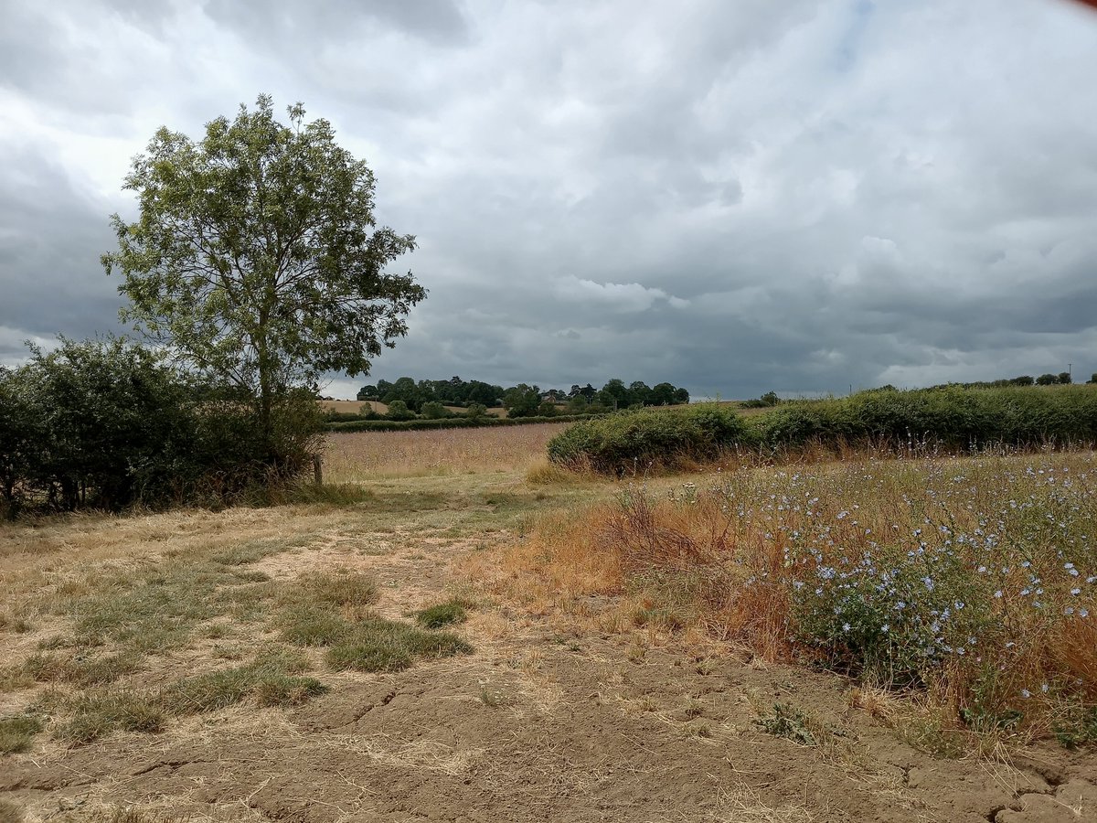 phil0073's tweet photo. #CowMuckSlade going into #CatAcre field. In #FaxtonFields,#Northamptonshire.#PhilOnaBike #MondayMeander #FridayFields #FlowersOnFriday #clouds #treepeople https://t.co/PbypH5cHnI