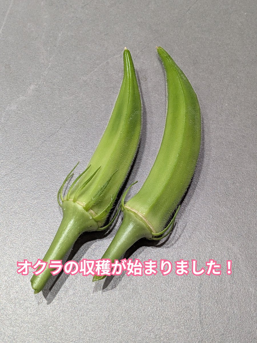 oiseeenippon's tweet photo. 夏！
���うやく我が家のオクラの収穫が始まりました。

日当たりがあまり良くないけど、そこそこ収穫はできそう。
夏のネバネバは元気の源！

※葉はすでにクルンクルンがはじまってますので、虫との戦いがすぐそこに。。

#美味しい日本 #家庭菜園　#オクラ　#収穫 https://t.co/lqrh2HQdS6