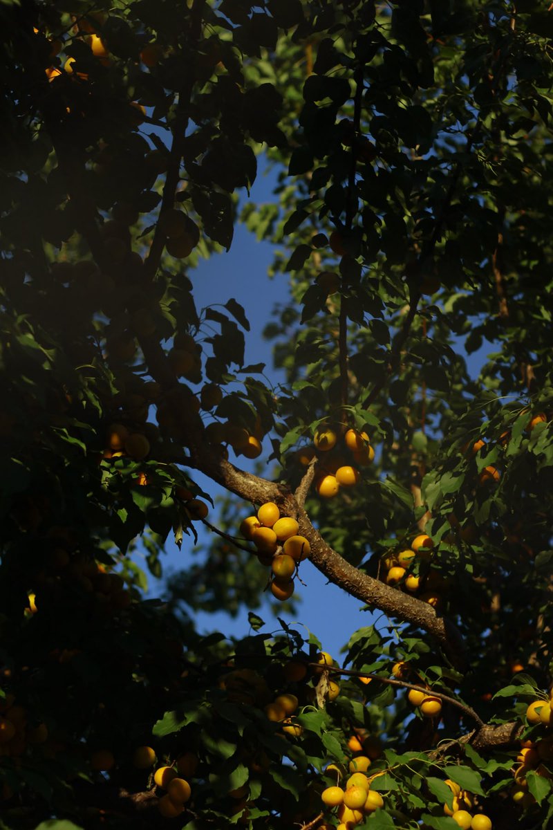 greenvibe's tweet photo. apricot tree https://t.co/4nQWBRypPu