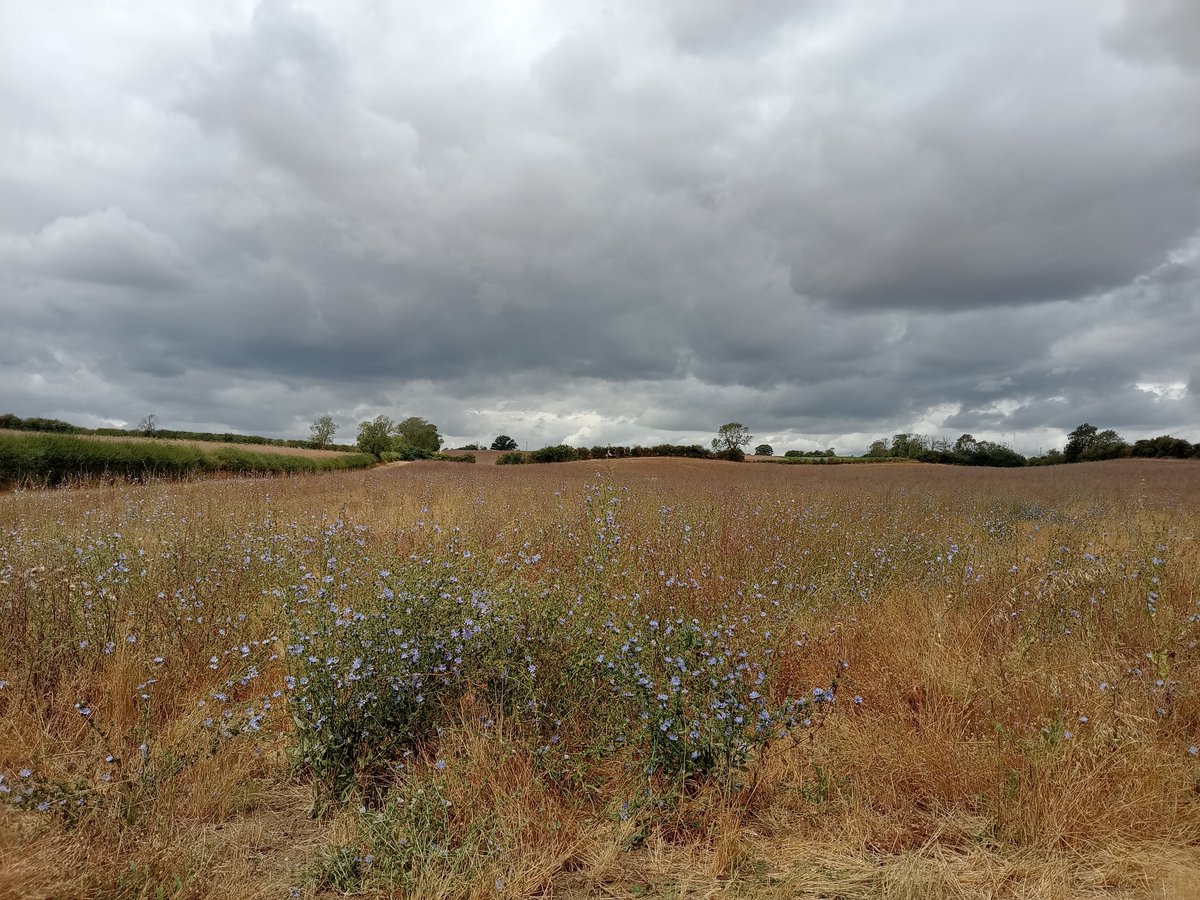 phil0073's tweet photo. In #CowMuckSlade, #FaxtonFields. Slade is an old word for valley/small valley. #Northamptonshire #PhilOnaBike #MondayMeander #FridayFields #FlowersOnFriday https://t.co/j1qyE6nEjy