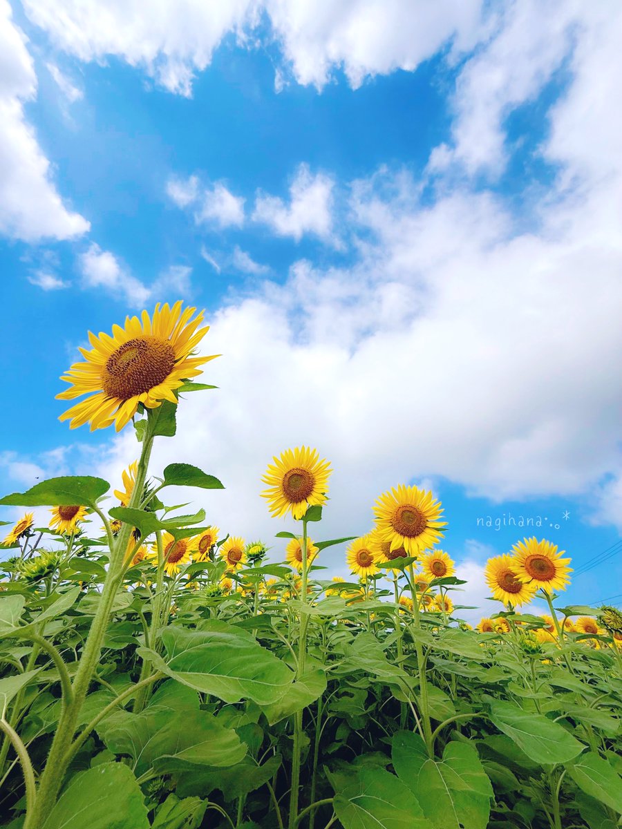nagiseasunsun's tweet photo. #TLを花でいっぱいにしよう

おはようございます
ちょっと遅れましたが(˶❛ ᴗ❛ ˶)
8月もどうぞよろしくお願いします
ほんとに毎日暑い~~ねっ
ｲﾂﾓｱﾘｶﾞﾄｳｺﾞｻﾞｲﾏｽ (｡•ㅅ•｡)♡ https://t.co/N8gSiO1pcJ