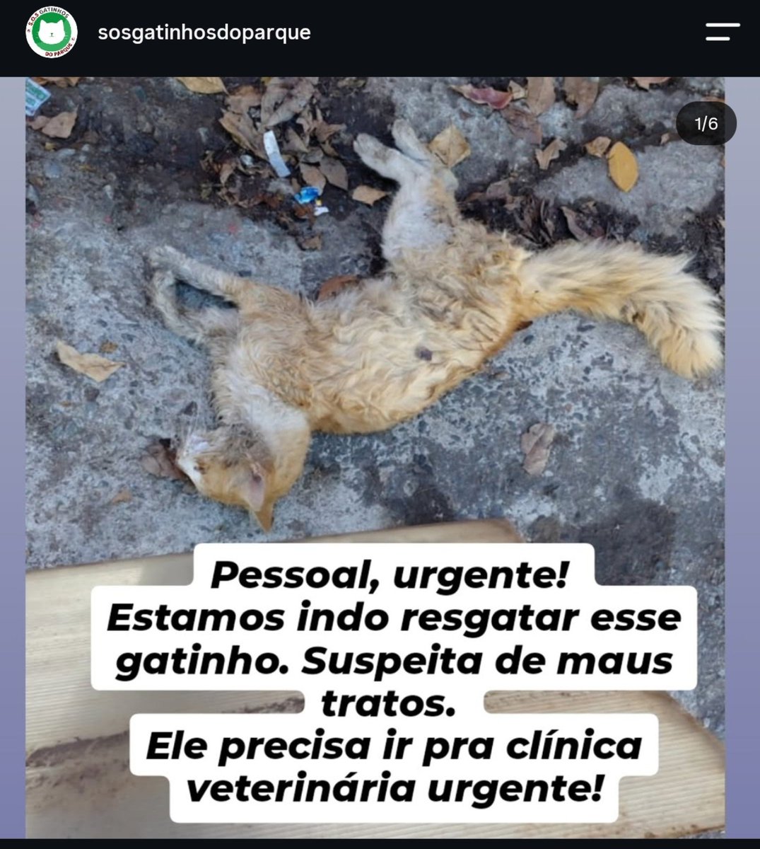 anadelemon's tweet photo. Passando para incentivar vocês a me ajudarem e ajudarem a Ong SOS Gatinhos do Parque (Municipal de BH), mais um gato foi resgatado em estado grave após maus tratos.
Eu não consigo doar muito no momento, então tô divulgando pra ver se mais pessoas ajudam! https://t.co/Wi5cOwaTwQ