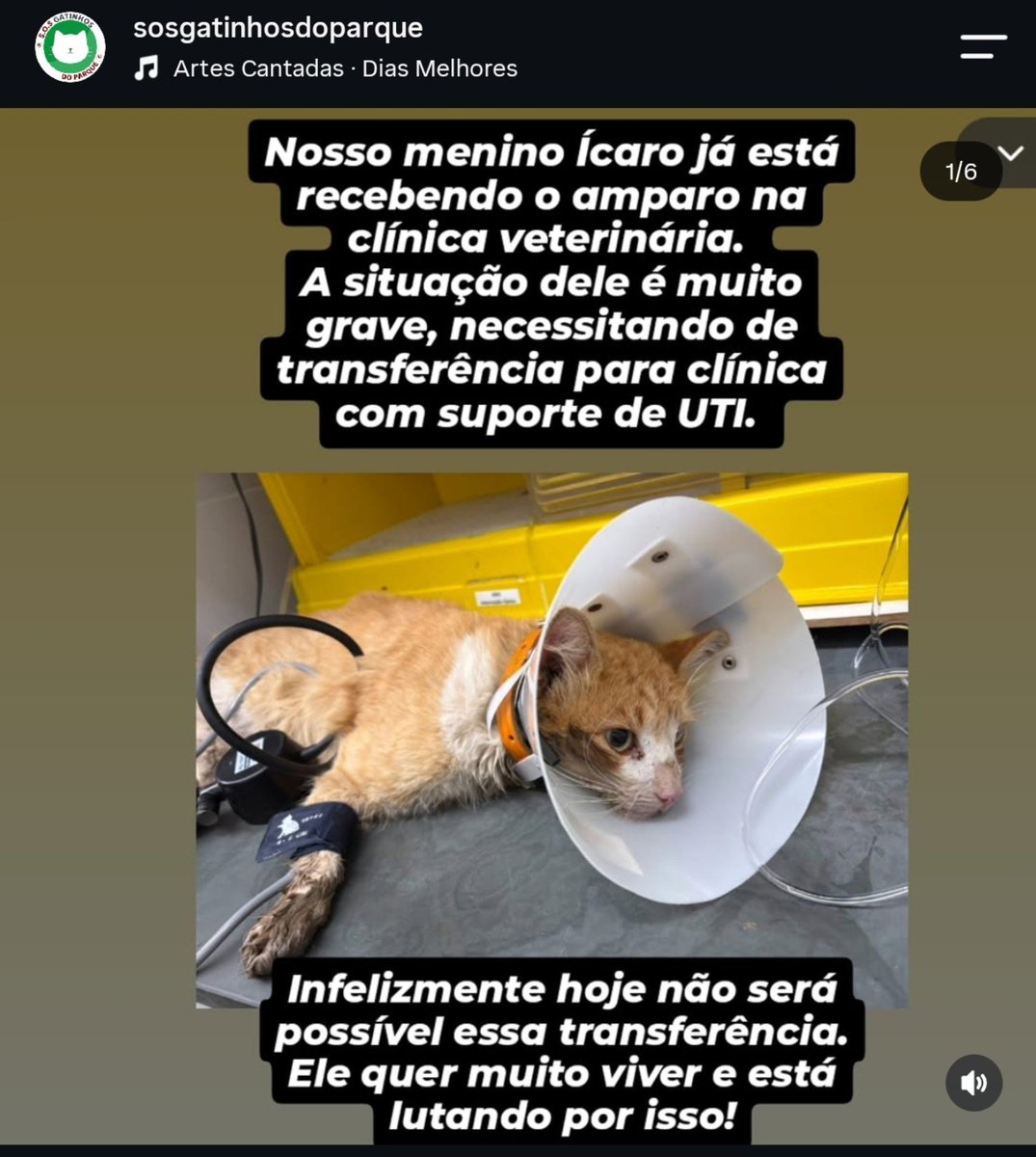 anadelemon's tweet photo. Passando para incentivar vocês a me ajudarem e ajudarem a Ong SOS Gatinhos do Parque (Municipal de BH), mais um gato foi resgatado em estado grave após maus tratos.
Eu não consigo doar muito no momento, então tô divulgando pra ver se mais pessoas ajudam! https://t.co/Wi5cOwaTwQ