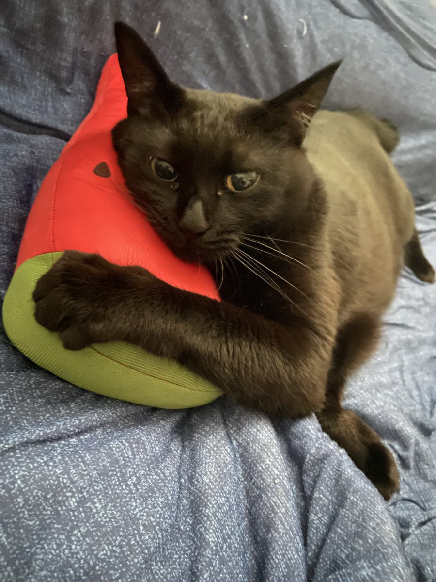 rinji55's tweet photo. おはよー☀️
 #猫のいる朝 
 #猫好きさんと繋がりたい https://t.co/v5ZppvAqt5
