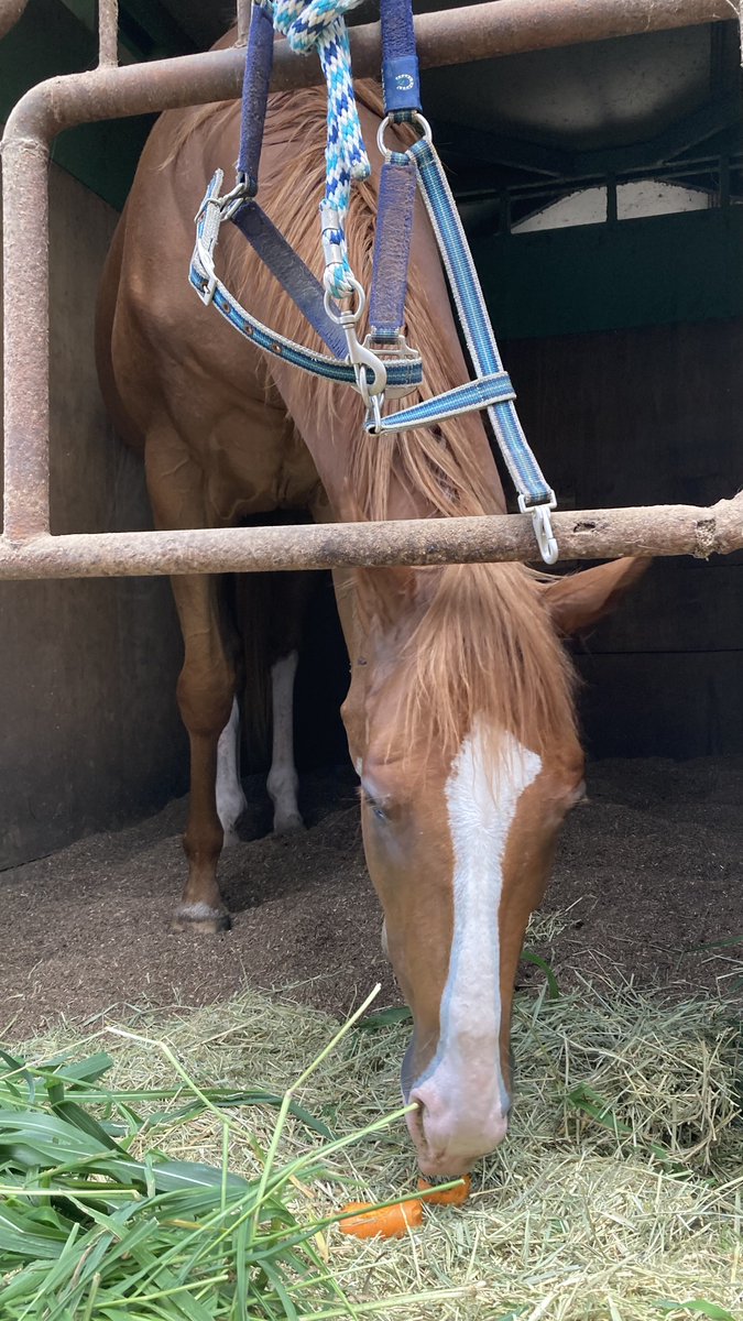 eclair_pakapaka's tweet photo. 🐴「おはよでしゅ〜☀️」 https://t.co/dXGQxHEo2u