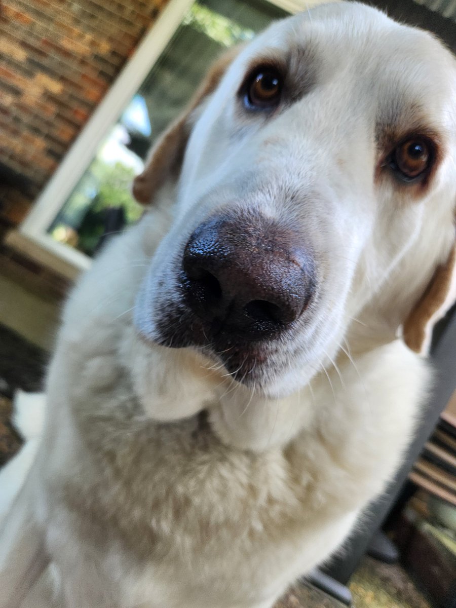 OneAboveAll3015's tweet photo. @kenny5alive (Boop accepted) https://t.co/HN6R18mJpW