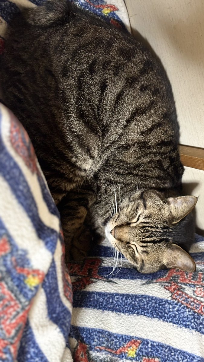 Base_Teru's tweet photo. おはようございます。
8月3日、月曜日☁️
みつまめさん、眠いよねぇ😺 https://t.co/AREh5pDNni