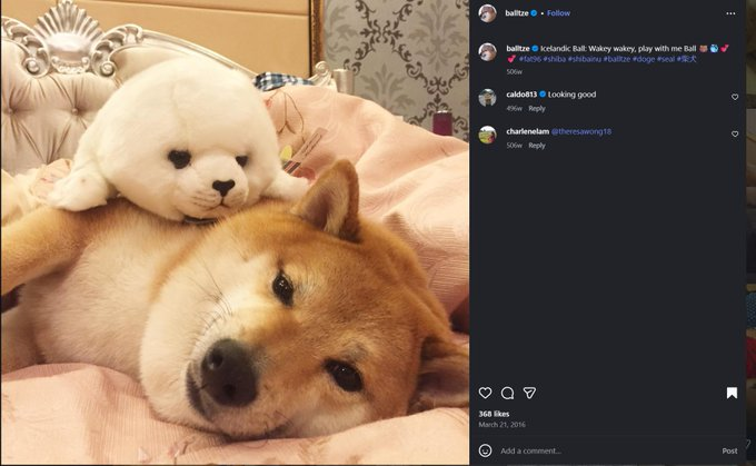 memezoDev's tweet photo. in 2015,

Before kabosu had any siblings or friends and was a puppy,

the official kabosu doge account posted a friend named "icelandic ball"

icelandic ball was a seal plushie and still is posted by the official kabosu account

https://t.co/tgCEzWWBXq
https://t.co/JlSkRv28T3

this coin has never bonded before while we sent every doge sibling to 10m+ before,