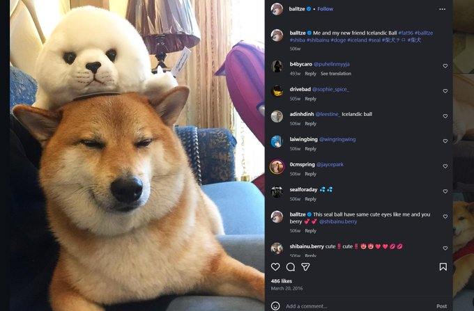 memezoDev's tweet photo. in 2015,

Before kabosu had any siblings or friends and was a puppy,

the official kabosu doge account posted a friend named "icelandic ball"

icelandic ball was a seal plushie and still is posted by the official kabosu account

https://t.co/tgCEzWWBXq
https://t.co/JlSkRv28T3

this coin has never bonded before while we sent every doge sibling to 10m+ before,