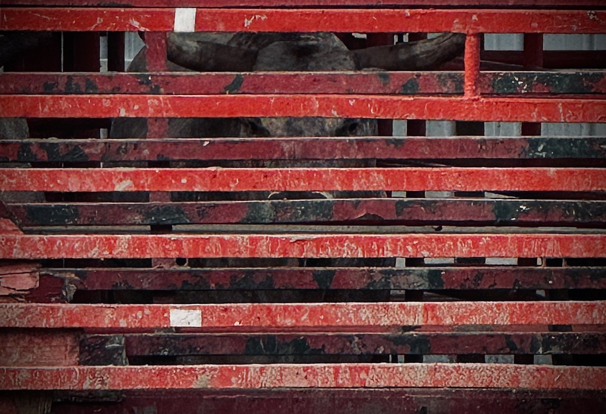 lefrenchi3's tweet photo. Rodeo Night. https://t.co/LFdftIDBMV
